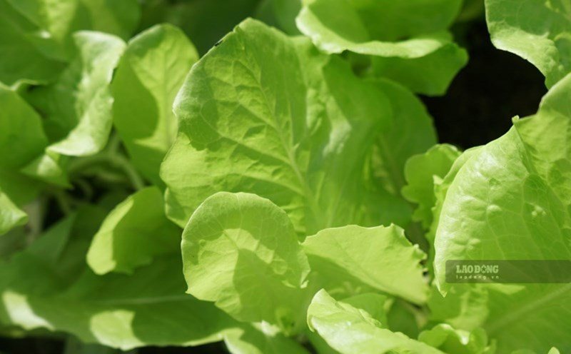 Increasing fiber gradually is a way to reduce bloating and is good for the digestive system. Photo: Thanh Thanh