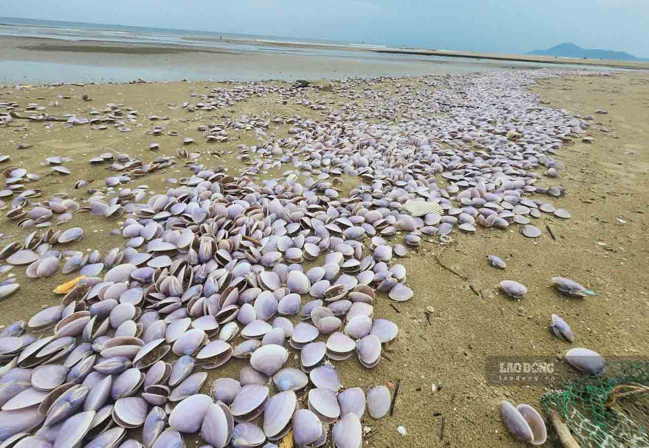 Clams shells drifted into the white beach in Yen Hoa commune, Ha Tinh province. Photo: Tran Tuan