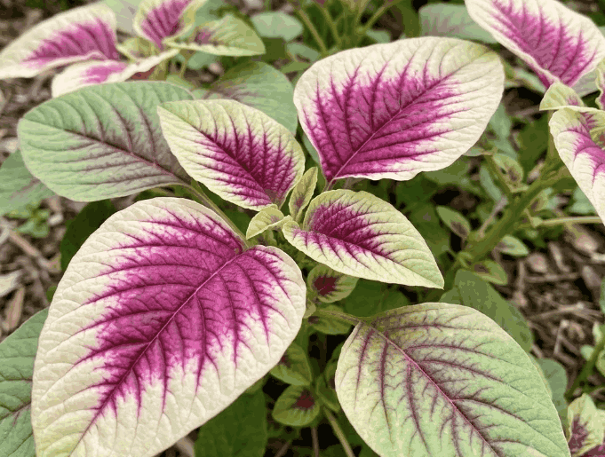 La amaranto khoang es fácil de cultivar, rústica y rica en nutrientes vegetales que ayudan a proteger el hígado. Foto gráfica: AI.