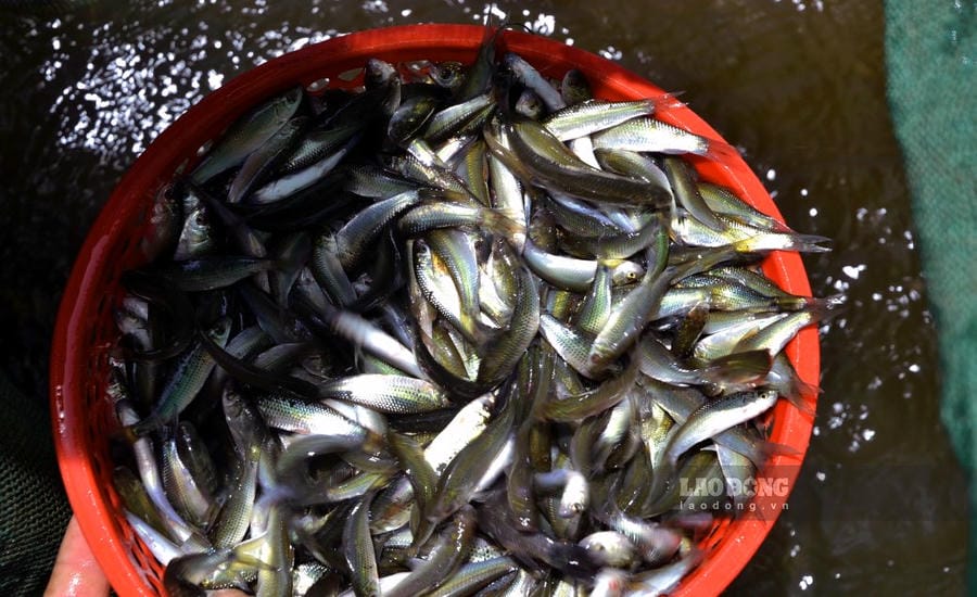 Petit poisson linh au début de la saison des crues sur le Mékong. Photo: Thanh Mai
