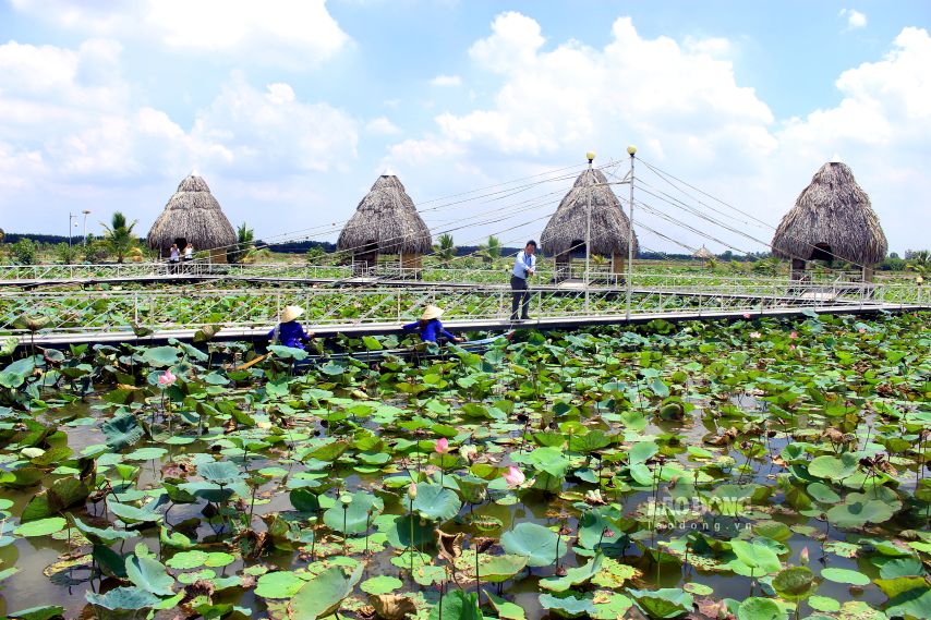 Ecotourism at lotus fields in Dong Thap. Photo: Thanh Mai