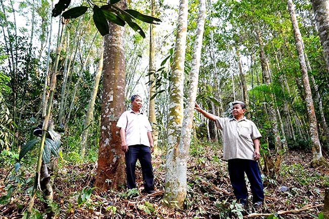 Developing large timber forests in Lao Cai is not only stopping at increasing forest area but is gradually shifting to improving forest quality and value. Photo: Lao Cai Provincial e-Portal