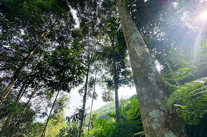 Mục tiêu đến năm 2030, Lào Cai phát triển cây quế khoảng 150.000ha, mở rộng diện tích quế được cấp chứng chỉ rừng bền vững và tương đương lên trên 50.000ha. Ảnh: Cổng TTĐT tỉnh Lào Cai