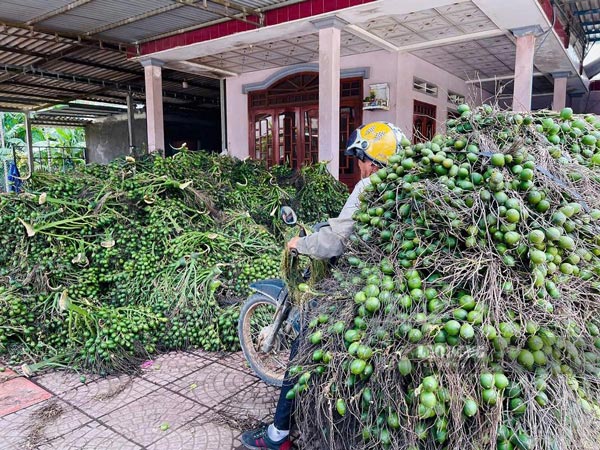 Traders purchasing arecanut in Quang Ngai. Photo: Vien Nguyen