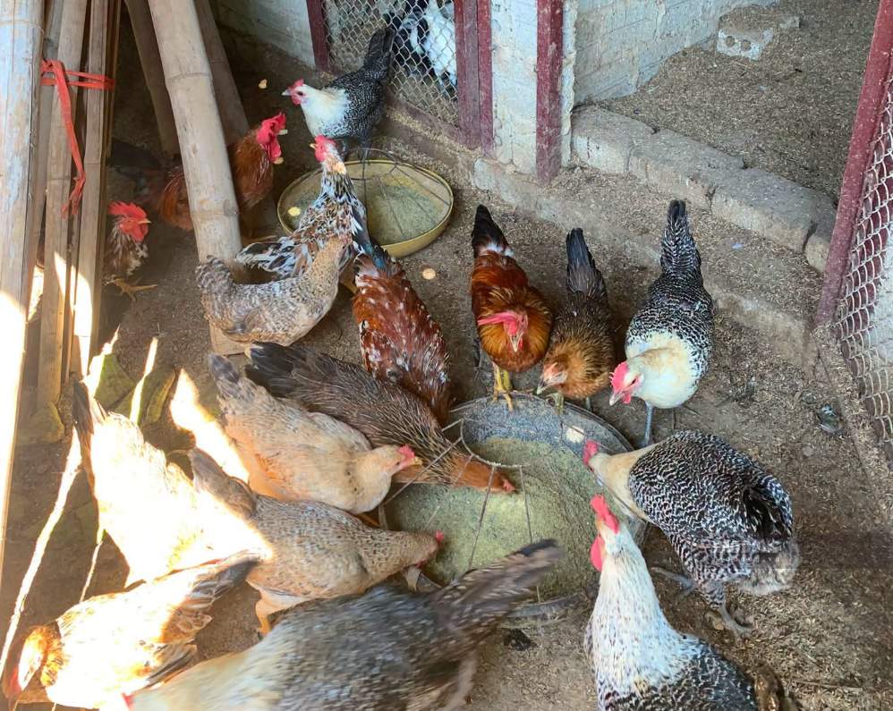 Raising chickens helps female highland officials earn an additional 2 million VND per month. Photo: Khanh Linh