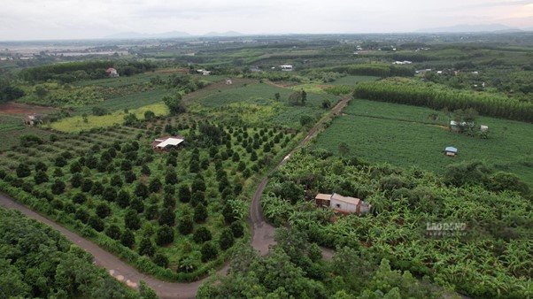 Những vườn cây xanh tươi vào mùa mưa tại tổ 1, ấp Bà Rịa, xã Hồ Tràm, nhưng sẽ chết dần vào mưa khô nắng vì thiếu điện để tưới nước. Ảnh: Hà Nam