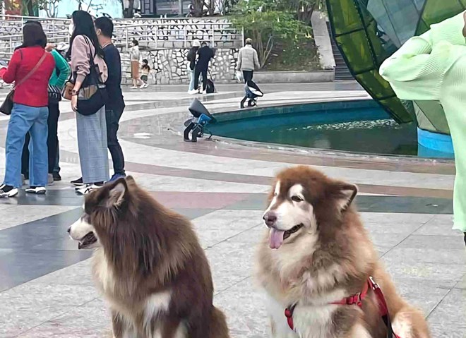 Two Alaska dogs at Lam Vien Square. Photo: Xuan Huong Ward Police - Da Lat