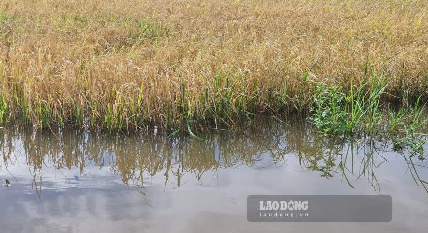 Mưa lớn tại Cà Mau gây ngập úng nhiều diện tích lúa Hè Thu (ảnh chụp ngày 25.9.2026). Ảnh: Nhật Hồ.