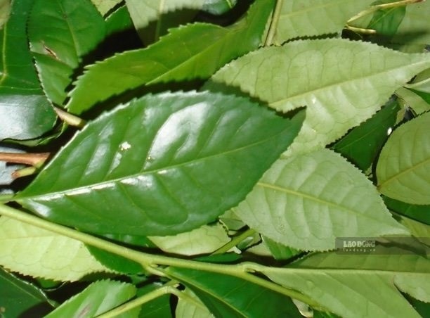 Thức uống quen thuộc của người Việt được cho là hỗ trợ ổn định huyết áp