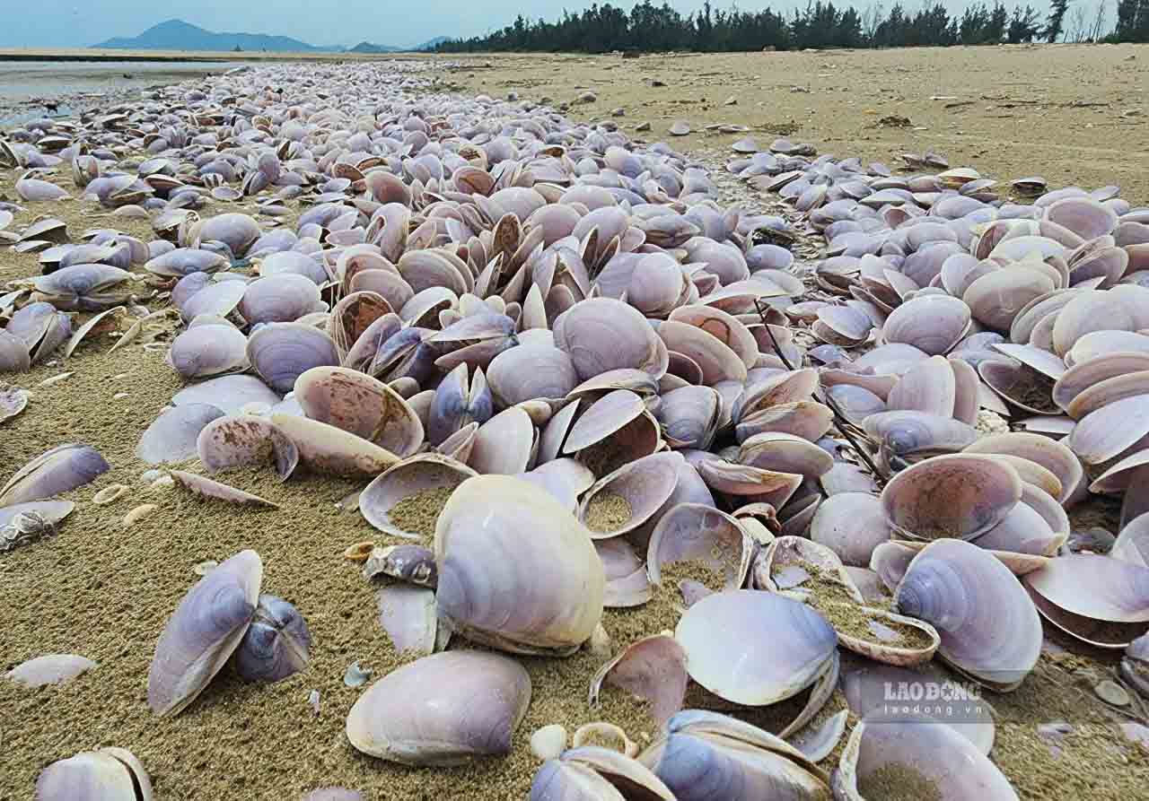 Las conchas de almejas arrastradas a la playa de la comuna de Yên Hòa han sido recogidas y enterradas. Foto: Trần Tuấn