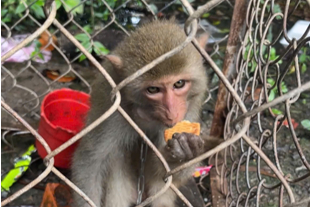 The long-tailed macaque weighs about 2kg, belonging to group IIB. Photo: Can Tho City Police