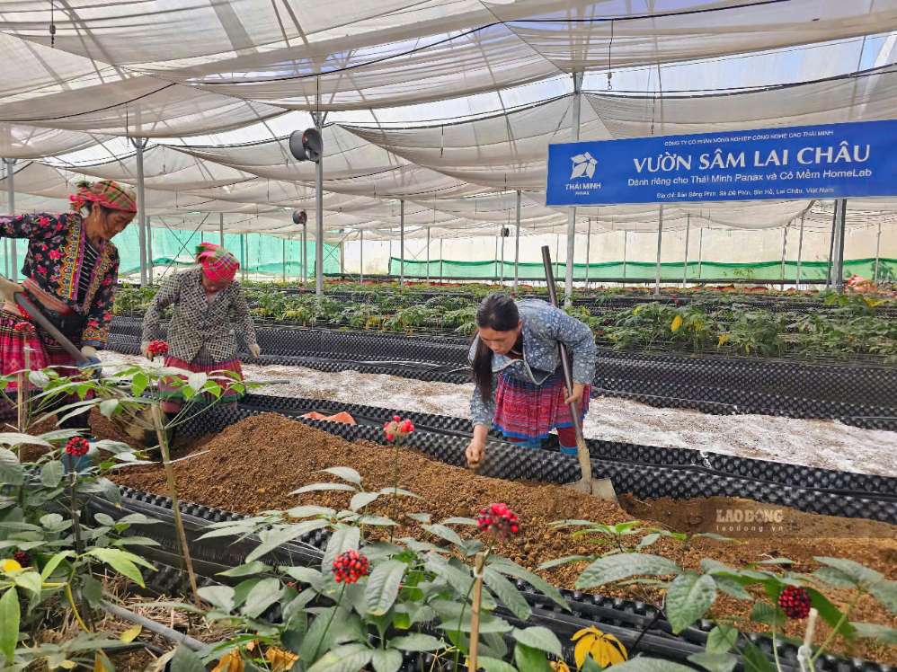 Lai Chau province is about to organize a scientific conference on Lai Chau ginseng. Photo: Thanh An