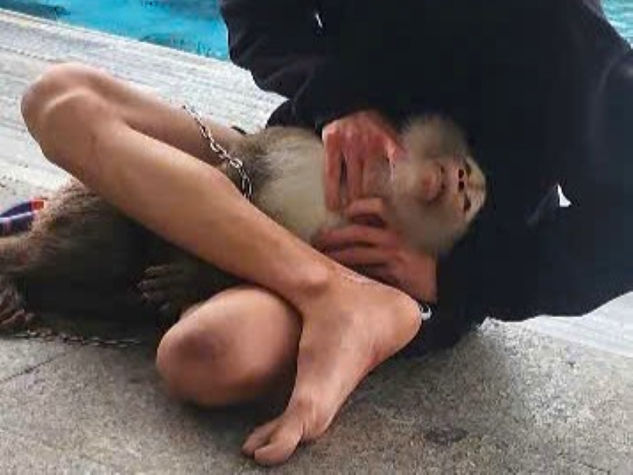 9월 4일 오후 붕따우에서 사람을 문 흉포한 야생 원숭이를 성공적으로 제압했습니다. 사진: P.VT