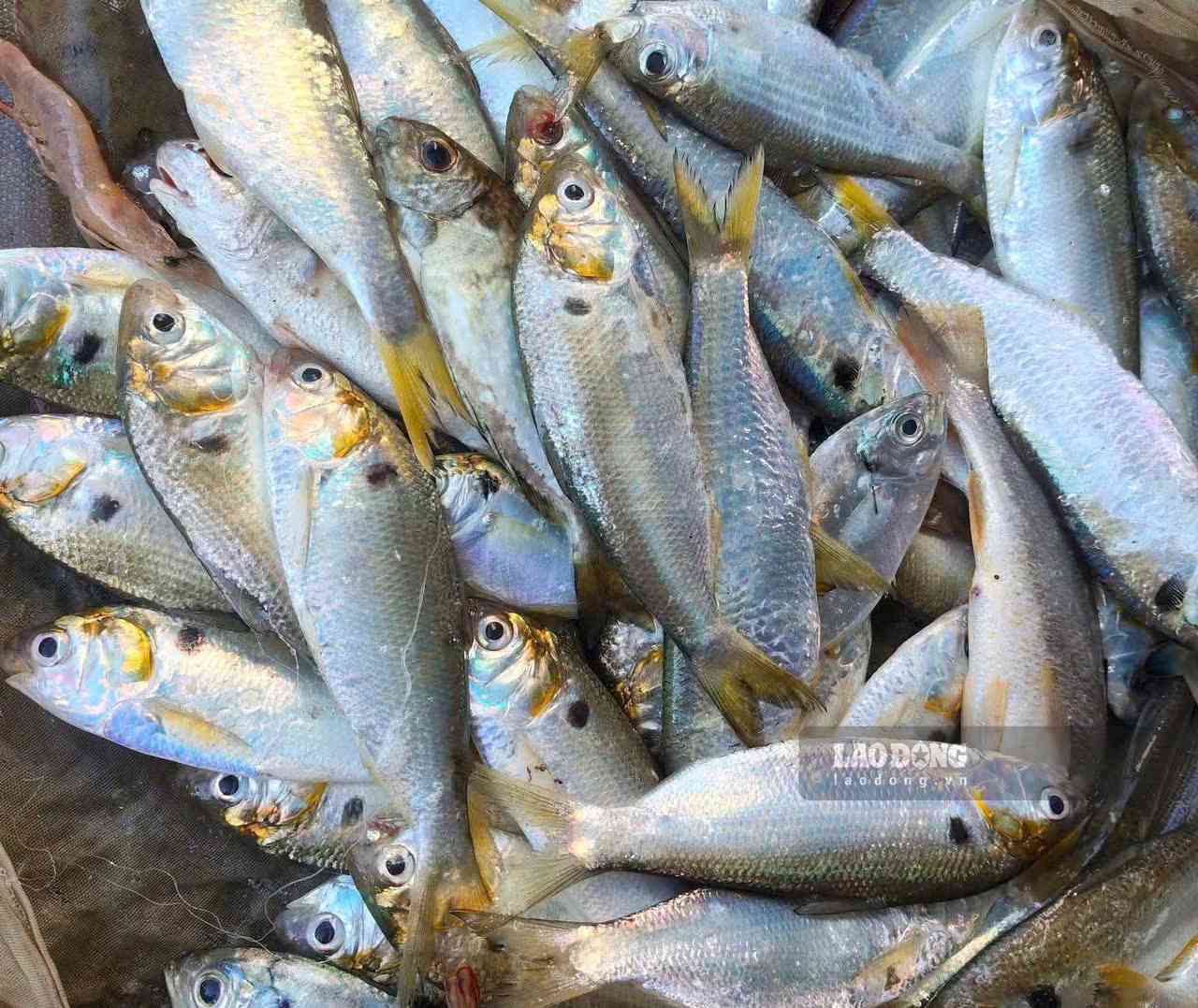 Sardines are one of the foods good for the bones and joints of people after age 50. Photo: Quang Minh.
