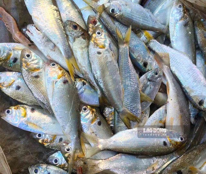 Sardines are small fish, with soft meat, a characteristic fatty taste and can be processed into many attractive dishes. Photo: Quang Minh