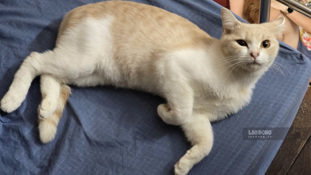 Some mistakes when raising cats will affect family health. Photo: Tuan Dat