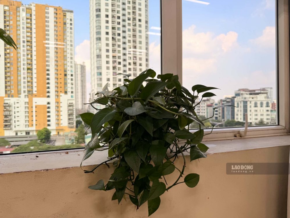Green trees are arranged reasonably to help the living space become more airy, close and neat. Photo: Ha May