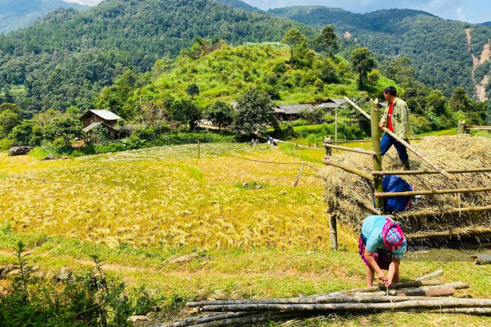 Lúa chín vàng trên những ruộng bậc thang khu Chom Khâu, xã Ngọc Chiến. Ảnh: Trường Sơn