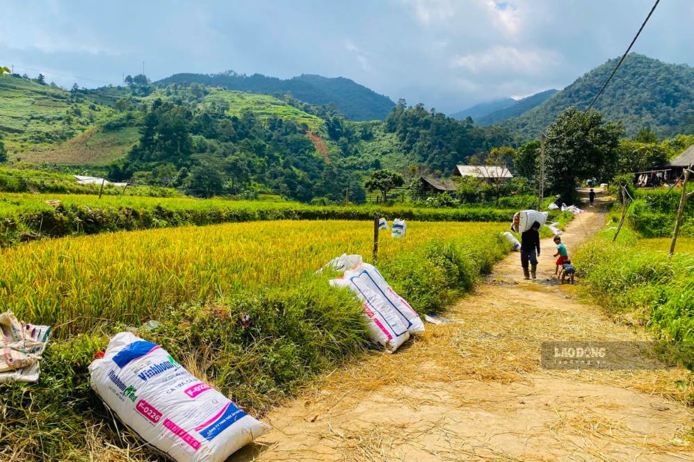 Người dân bản Kẻ, xã Ngọc Chiến phơi lúa và rơm sau thu hoạch. Ảnh: Trường Sơn