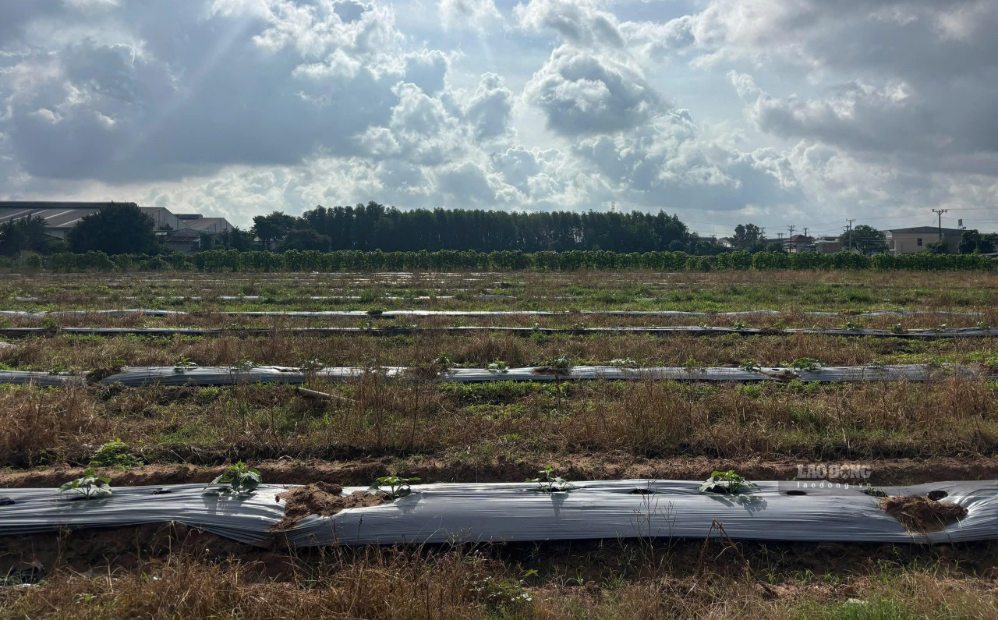 Allocating land of more than 12ha for industrial clusters, 22 years is still vacant land. Photo: Ha Nam