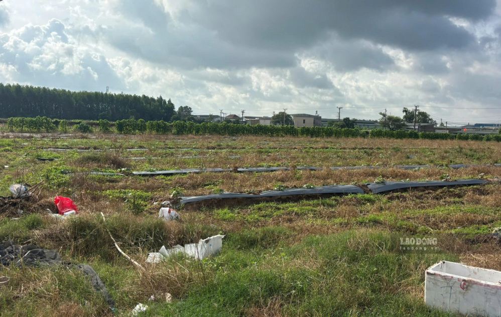 Dự án có tổng diện tích 12ha, trong đó 7,5ha là đất công, được triển khai từ năm 2004, đến nay vẫn là bãi đất trống. Ảnh: Hà Nam