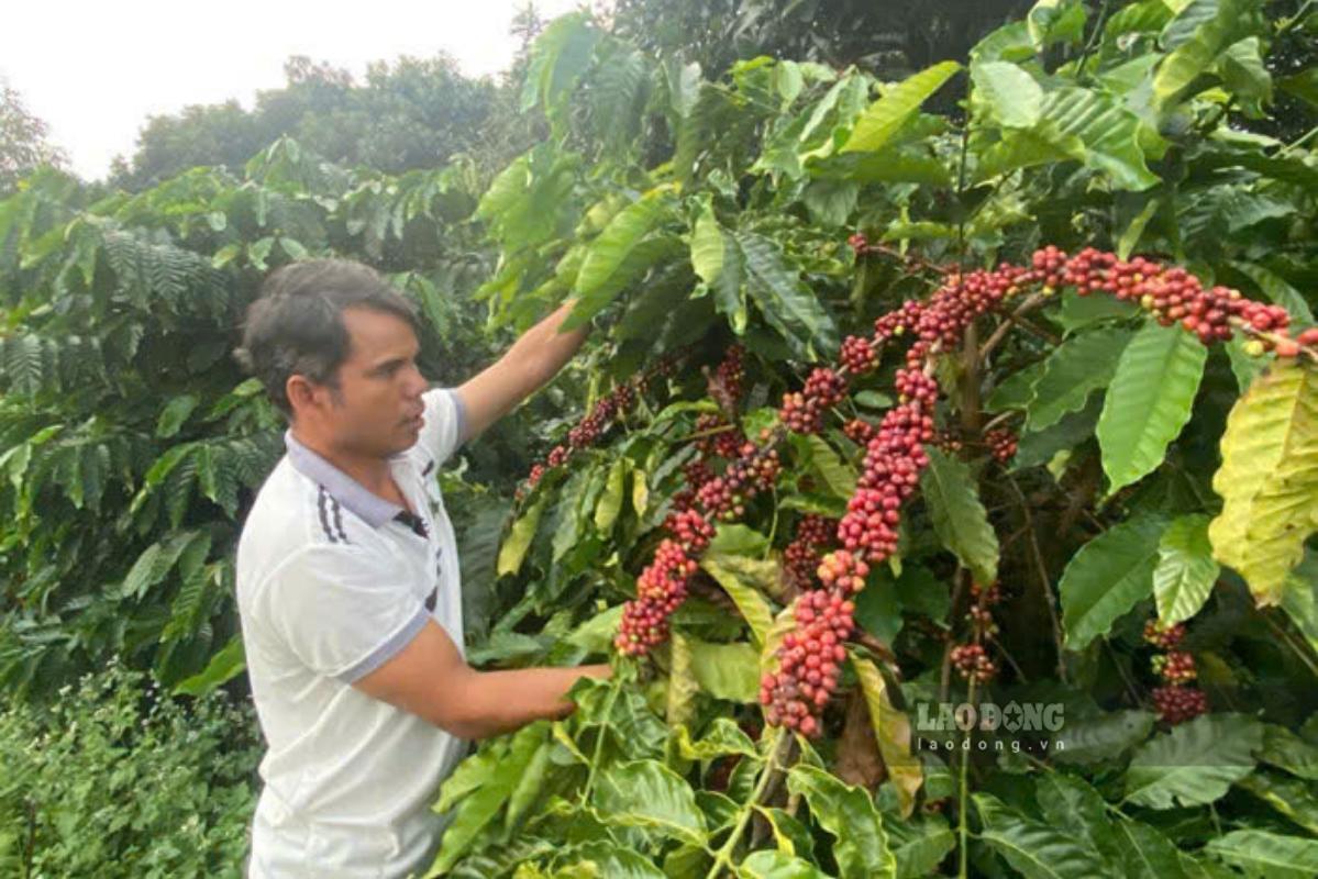 Coffee prices last week fluctuated in opposite directions. Photo: Thanh Tuan