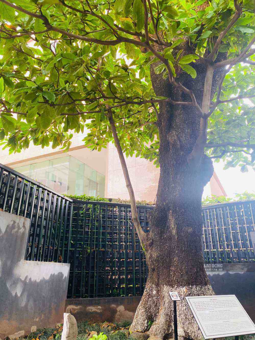 The banyan tree at Hoa Lo Prison Relic is still green and lush after nearly a century, becoming a witness to historical years. Photo: Binh An