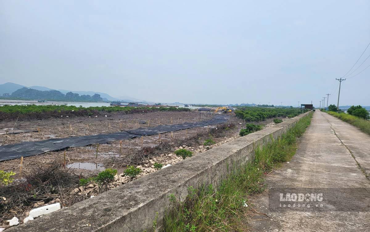 Quảng Ninh đang tiếp tục đẩy mạnh công tác giải phóng mặt bằng để bàn giao cho chủ đầu tư. Ảnh: Nguyễn Hùng