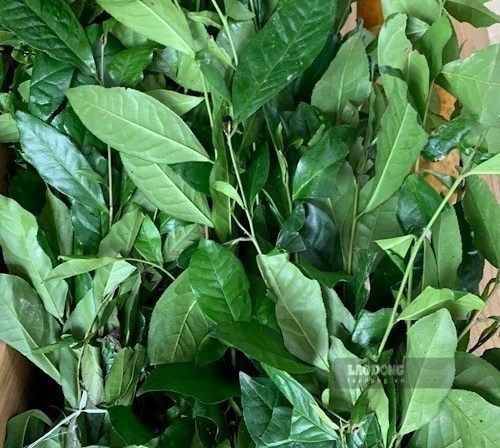 Using green tea properly can be good for the skin thanks to its antioxidant properties. Photo: Quang Minh