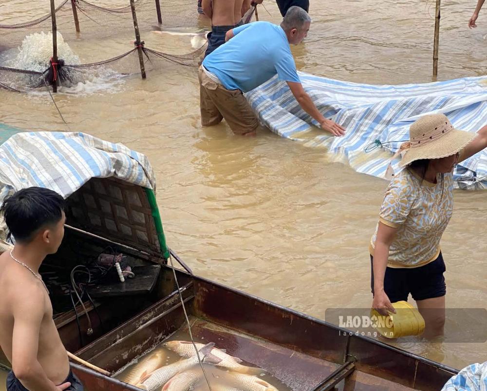 The incident of the bottom discharge valve of the hydropower plant, the rapid decrease in the lake water level caused damage to many cage fish farming households. Photo: Minh Hoang