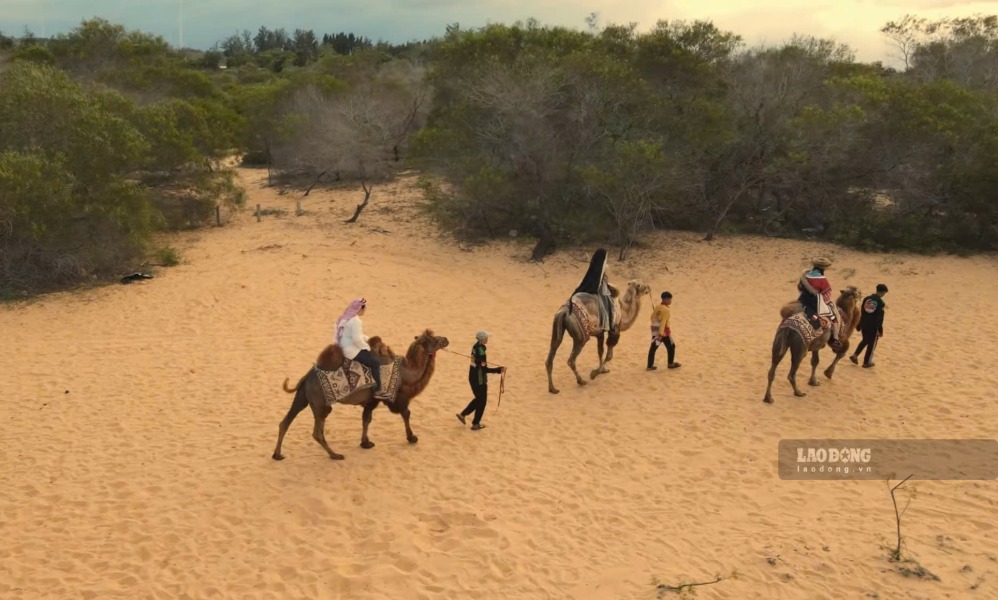 Tourists experience riding camels up Bau Trang sand dunes. Photo: Pham Duy (taken in August 2026)