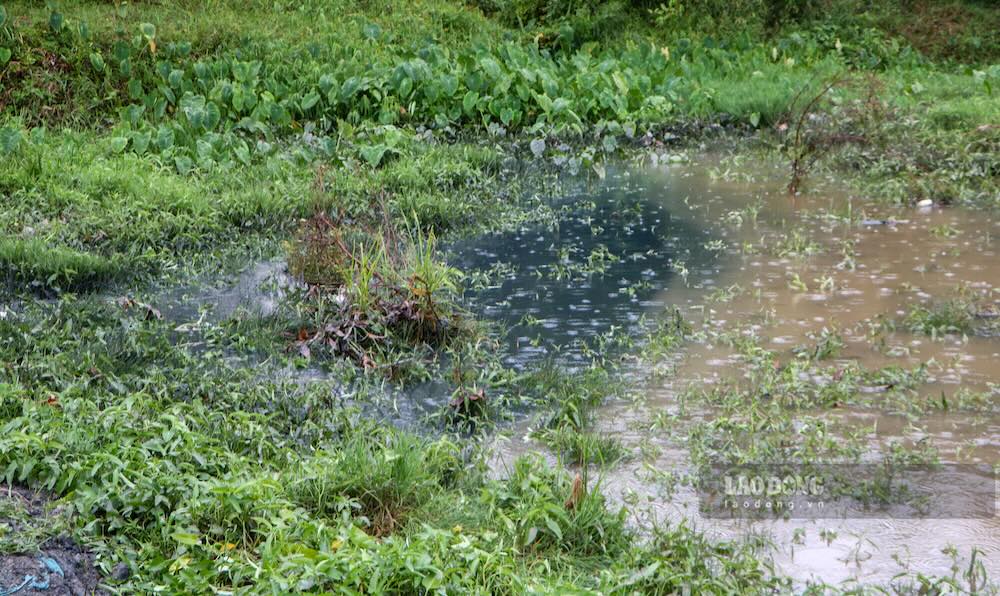Dòng nước màu đen tràn ra khu vực người dân trồng rau muống, cách nhà dân chừng 50m. Ảnh: Phóng viên