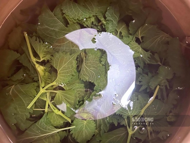 Gout patients can use perilla leaf water in moderation to help lower uric acid. Photo: Vy Vy.