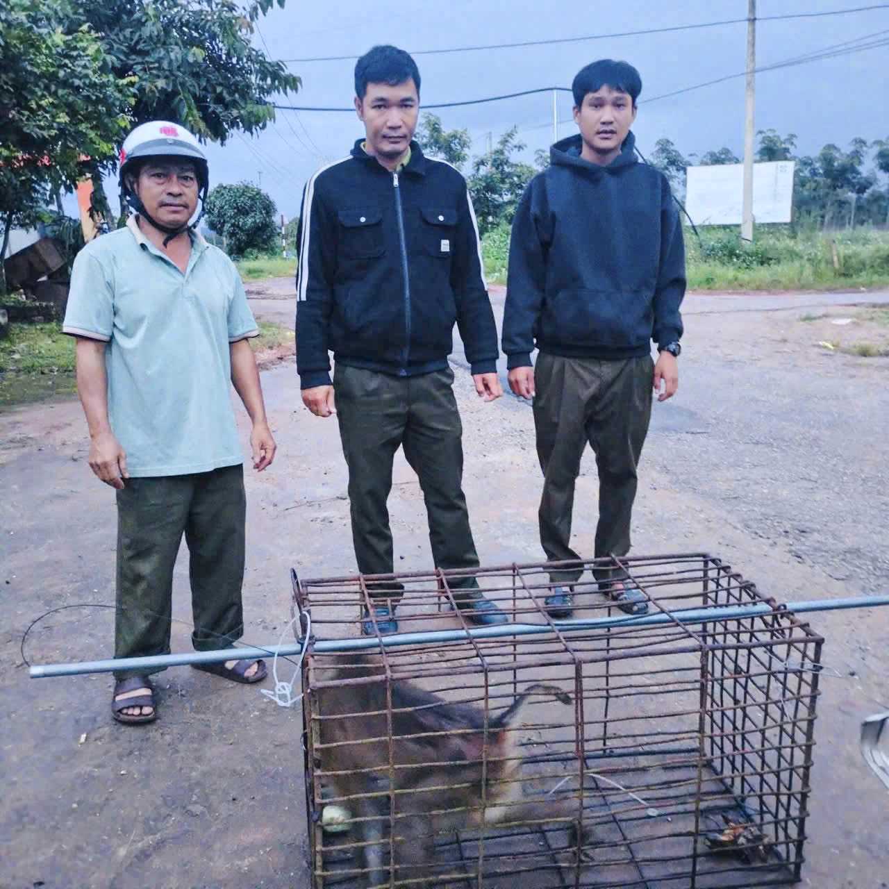 Lực lượng chức năng đã vây bắt thành công con khỉ hoang. Ảnh: UBND xã Đăk Mar