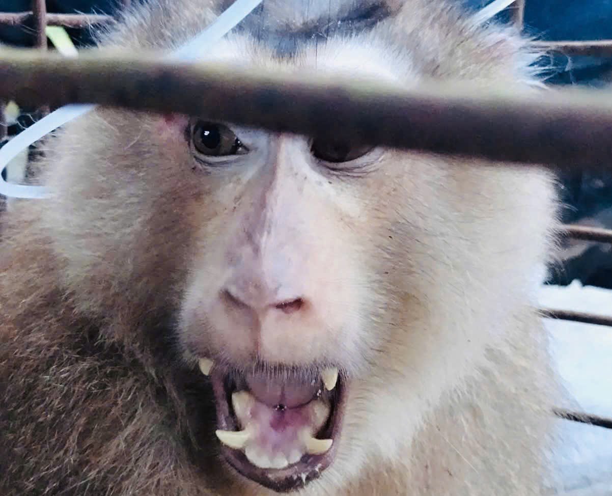 A wild monkey attacks children in Dak Mar commune (Quang Ngai). Photo: Dak Mar Commune People's Committee