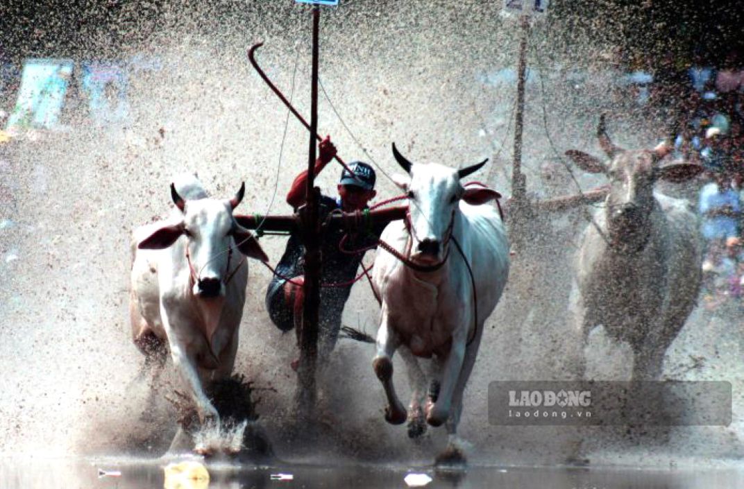 Cattle racing, a traditional activity of the Khmer people in Bay Nui region, An Giang province. Photo: Thanh Mai