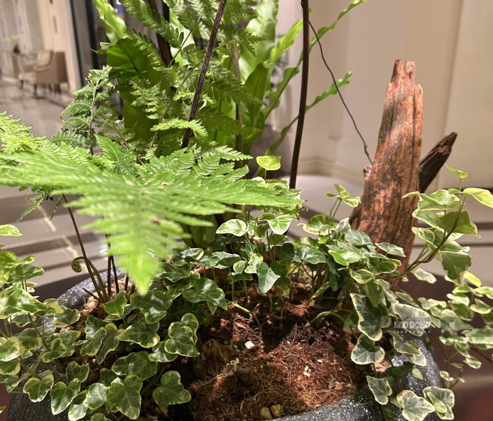 Duong Xi is suitable for planting on shady balconies with little sunlight. Photo: Ha May
