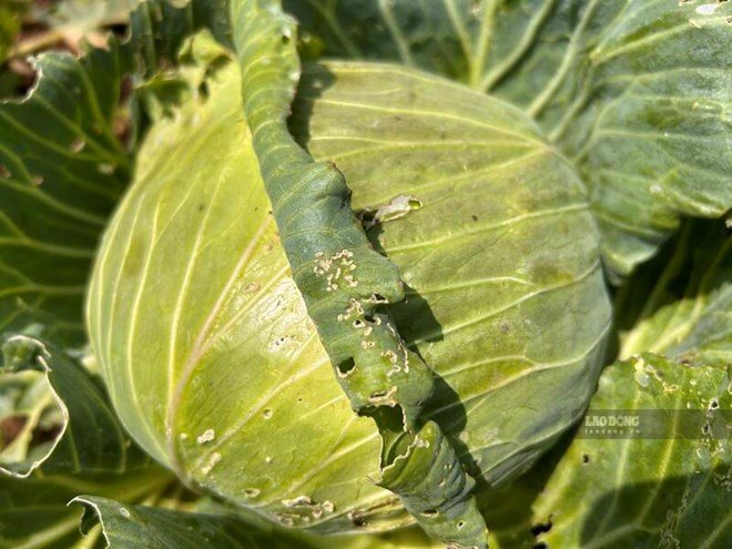 Cabbage is rich in fiber and plant compounds, which can support liver health. Photo: Ha May