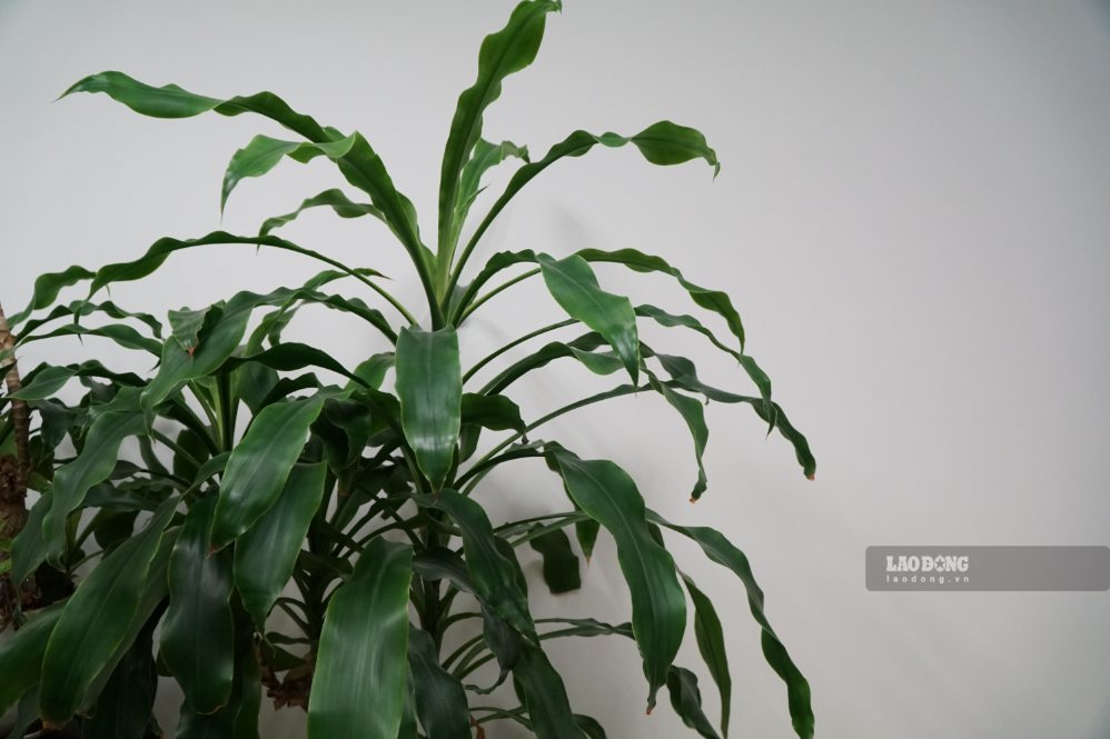 Green space from the corner pot helps the living room space become more vibrant. Photo: Thanh Thanh (photo taken in August 2026)