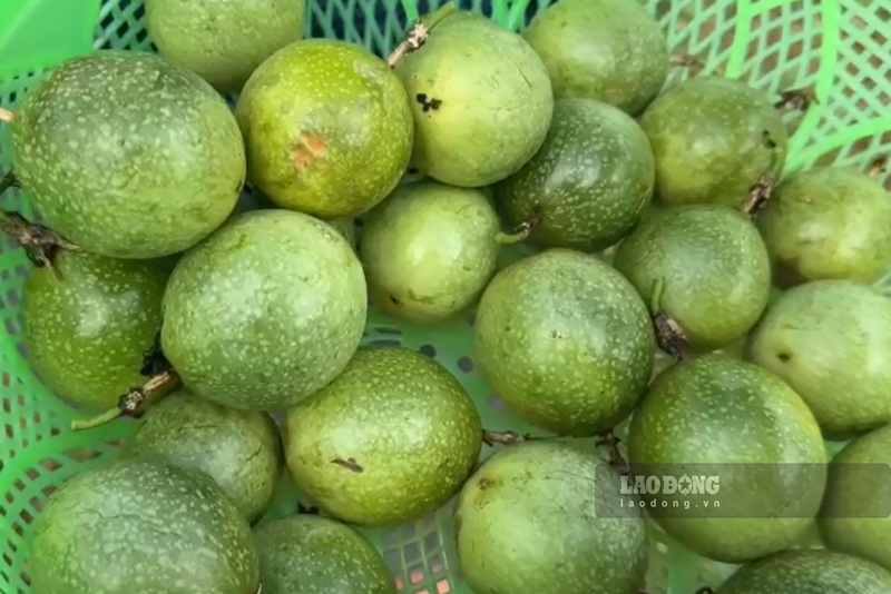 Quả chanh leo đạt chất lượng tốt có giá bán từ 40.000-50.000 đồng/kg, tạo thêm động lực sản xuất cho người dân. Ảnh: Đinh Đại
