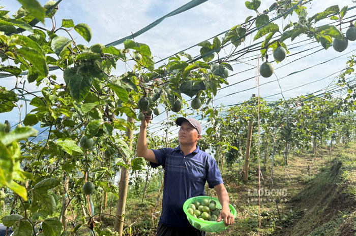 Những giàn chanh leo vàng tại thôn Cồ Dề Chải đang cho những lứa quả đầu tiên. Ảnh: Đinh Đại