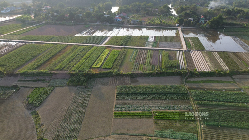 Cooperatives create motivation for the rural economy (image recorded at the beginning of September in Lao Cai). Photo: Dinh Dai