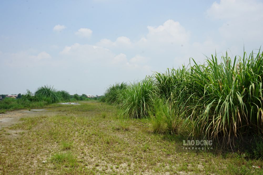 Do dừng thi công một thời gian dài, khiến lau sậy mọc kín hai bên đường. Ảnh: Quách Du