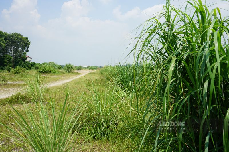 La route de 500 milliards de dongs est "inactive", des mauvaises herbes et des roseaux poussent partout. Photo: Quách Du (prise le 8 septembre 2026)