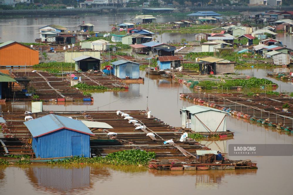 Close-up of cages and rafts on rivers passing through the central area of Dong Nai. Photo: HAC (taken in September 2026)