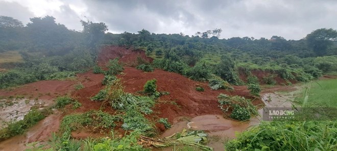 After heavy rain, large-scale landslides damaged coffee gardens of people in Gia Lai. Photo: Thanh Tuan (taken on September 8)