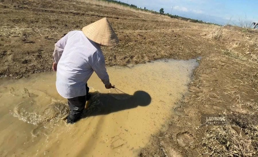 Mass fish deaths on the Tra Khuc River, passing through Truong Quang Trong ward, Quang Ngai province. Photo: Vien Nguyen taken on September 8