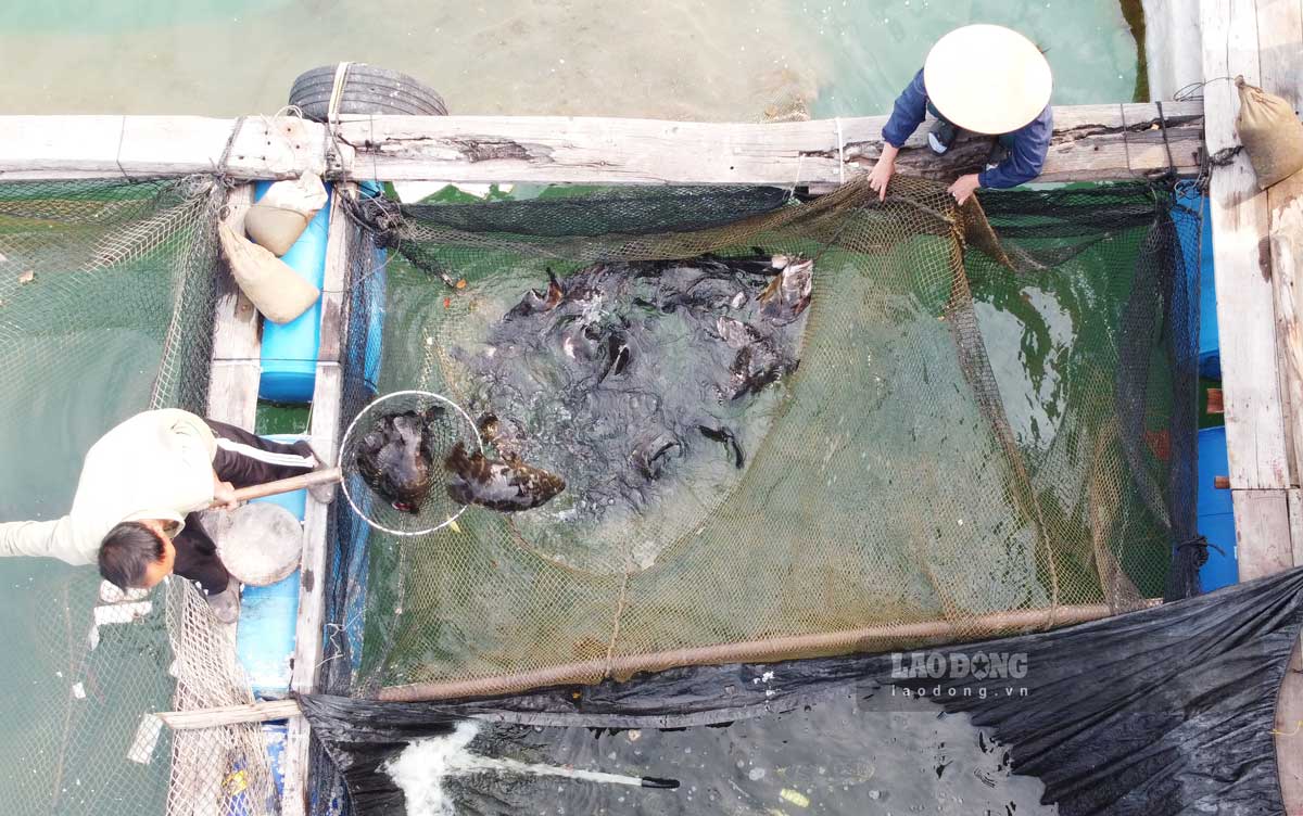 Fish farming activities in the sea area of Van Don special zone, Quang Ninh city (photo taken in May 2025). Photo: Doan Hung