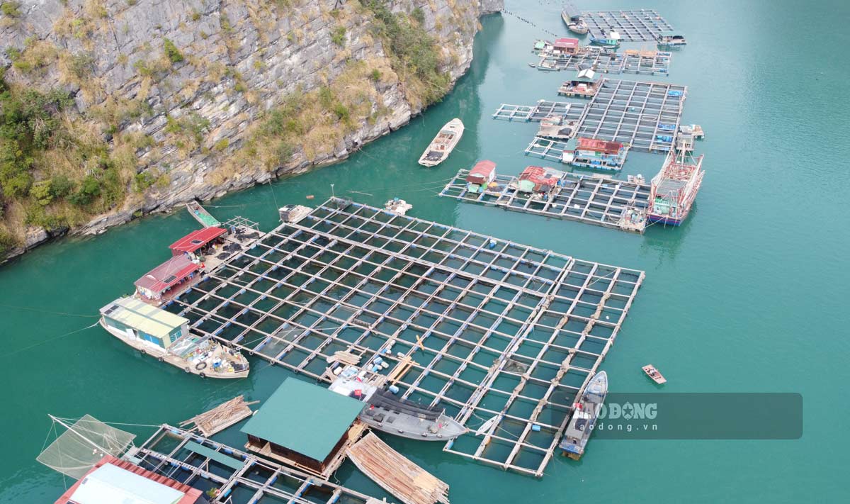 Toàn cảnh HTX Làng chài Bái Tử Long, nay thuộc đặc khu Vân Đồn, thành phố Quảng Ninh (ảnh chụp tháng 5.2025). Ảnh: Đoàn Hưng