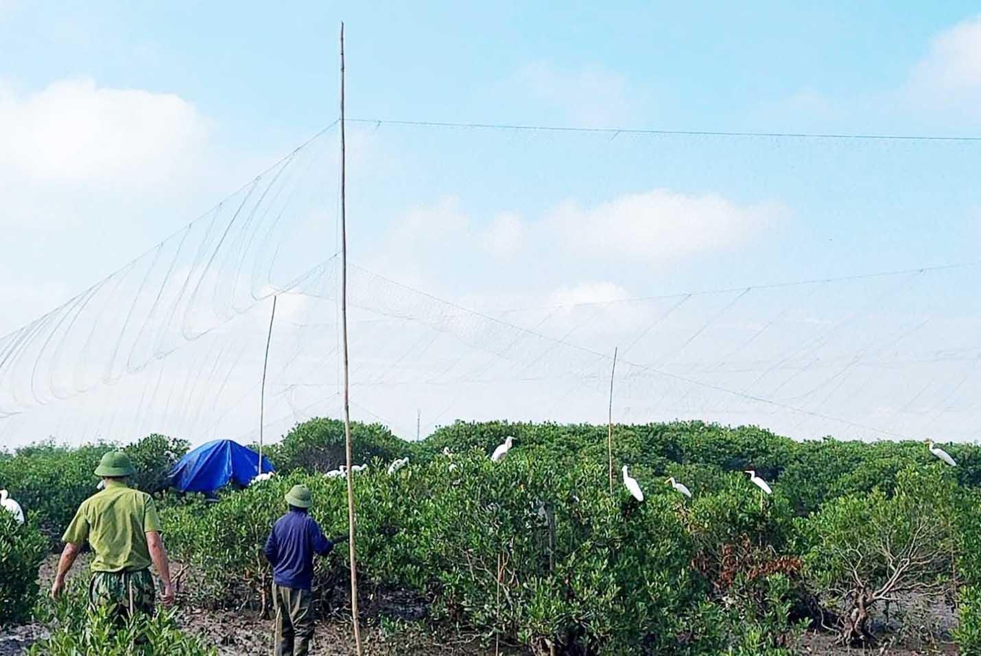 Functional forces of Tran Phu ward dismantle and destroy bird trapping tools. Photo taken on September 8: Tran Phu Ward People's Committee